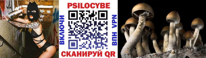 магазин  наркотиков  Пушкино  Псилоцибиновые грибы Psilocybine cubensis 